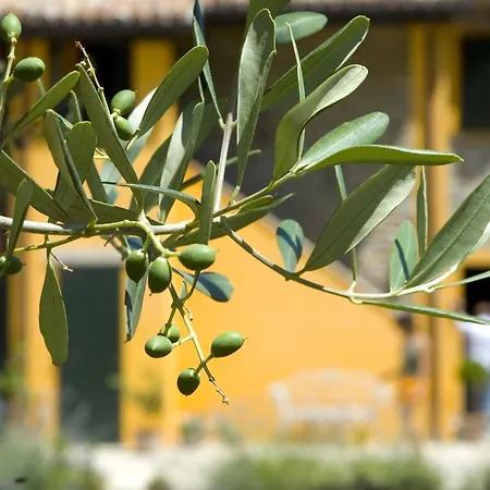 Il Sassone בית חווה