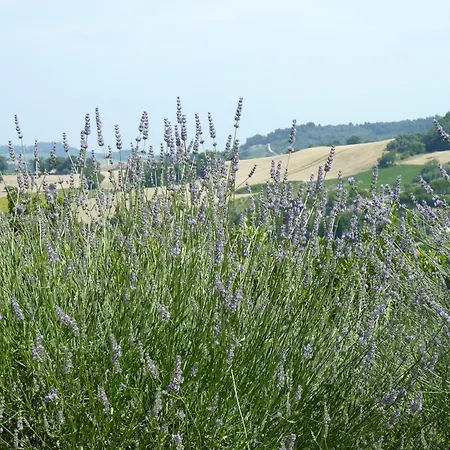 Il Sassòne Alloggio per agriturismo