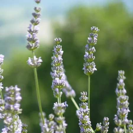 Il Sassòne Camerano