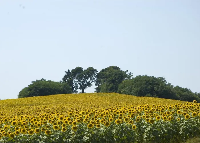 Farm stay Il Sassone