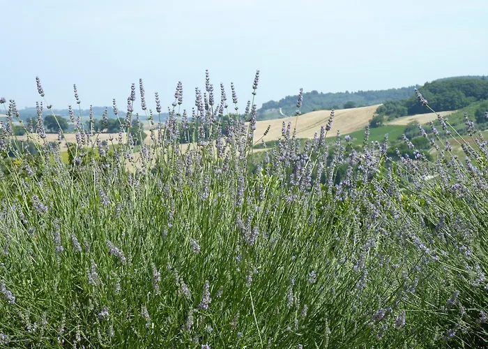 Il Sassone Farm stay